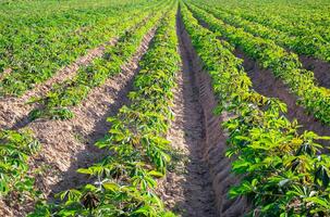 Cassava plants growing in neat, parallel rows on a fertile farm field under bright sunlight. This agricultural scene showcases sustainable farming practices and the early stage of cassava culti photo