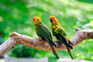 Two vibrant sun conure parrots perched on a tree branch in a lush green forest, showcasing their bright yellow, orange, and green feathers in natural sunlight. photo