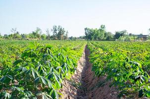 Cassava plants growing in neat, parallel rows on a fertile farm field under bright sunlight. This agricultural scene showcases sustainable farming practices and the early stage of cassava cultivation photo