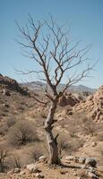 Bare Tree in a Desert Landscape photo