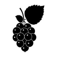 black grapes on a branch with leaves on a white background vector