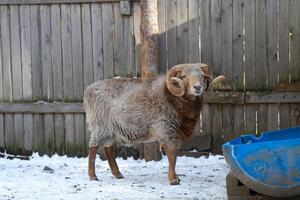 A ram standing in the snow next to a blue bucket photo