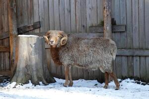 A ram standing in the snow next to a tree stump photo