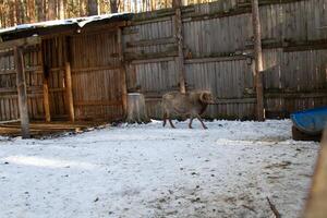 A goat standing in the snow outside of a building photo