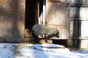 A sheep standing in front of a door photo