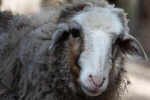 A close up of a sheep with a long face photo