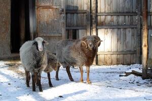 A group of sheep standing in the snow photo