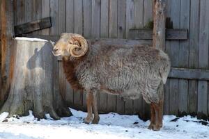 A ram standing in the snow next to a wooden fence photo