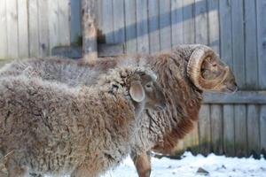 A ram and a lamb standing in the snow photo