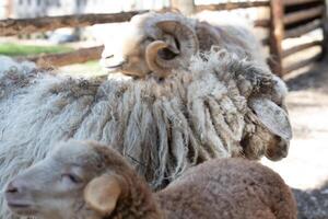 A sheep standing next to a sheep in a pen photo