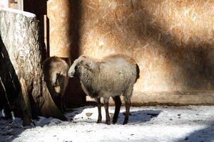 A sheep standing next to a tree in the snow photo