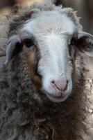 A close up of a sheep with a brown face photo