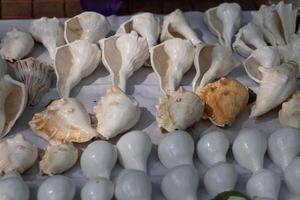 Many multi-colored shells of different shapes. Background on the marine theme photo