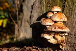 Circle of life with Mushroom colony on rotten tree trunk shows a bunch of mushrooms recycling in the forest ecosystem in warm sunshine with fungus mycellium with copy space on natural background photo