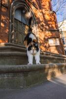 Calico Cat Stretching on Stone Steps of Historic Brick Building in Riga photo