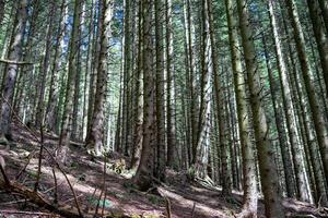 Trunks of coniferous trees in a dense mountain forest in the sunlight in spring photo