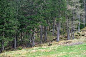 View of a coniferous forest along a forest path in the Austrian Alps photo