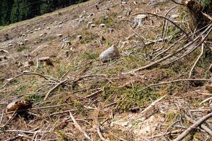 View of a cleared forest on a mountainside in the Austrian Alps photo