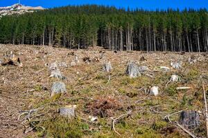 View of the remains of trees cut down in a mountain forest in the Austrian Alps photo
