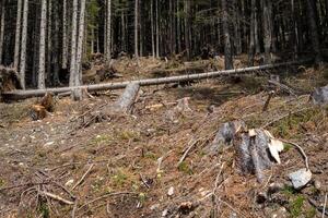 The remains of trees cut down in a mountain forest in the Austrian Alps photo