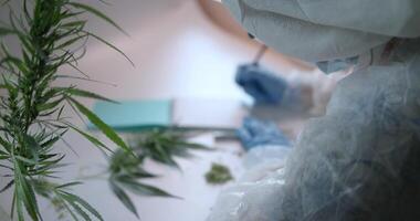 Research on the Cannabis Plant in a Lab to Improve Understanding and Applications video