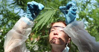 A Scientist Conducting a Detailed Analysis of a Cannabis Plant Inside a Research Facility video