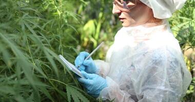 A Scientist Conducting an InDepth Inspection of Cannabis Plants in a Controlled Environment video