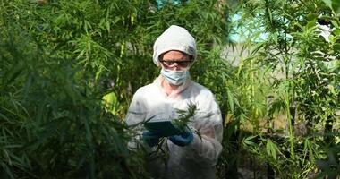 A researcher is conducting an indepth examination of cannabis plants in a greenhouse setting video