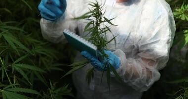Comprehensive Testing of Cannabis Plants in a Controlled Laboratory Environment Setting video