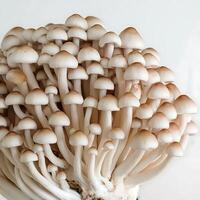 A large group of mushrooms is shown in this image photo