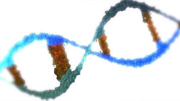 Close-up of the DNA double helix structure against a white background, showing its twisted ladder-like structure in looping motion. video