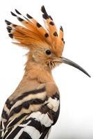 Detailed close-up of a hoopoe bird showcasing its vibrant plumage and distinctive fan-shaped crest photo