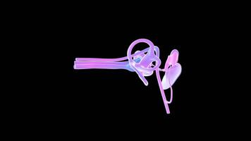 Colorful Mesh Inner Ear Structure 3D Animation Display video