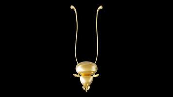 Golden Bladder and Ureters 3D Model Display video