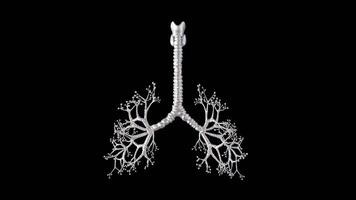 3D Model Display of Human Lung Structure video