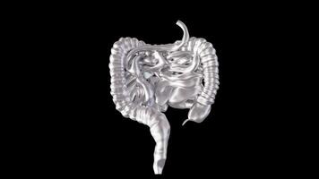 3D Dynamic Display of Human Intestines Model video