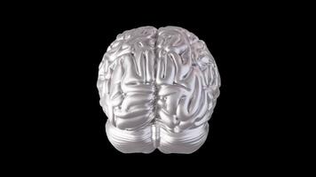Silver Brain Model 360 Degree Rotation Display video