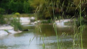 Plant Reeds in the Wind in Green Nature video