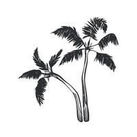 Hand drawn Two Palm Trees. Coconut Trees Sketch Illustration. Palm tree silhouette. illustration vector