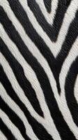 Close up of zebra skin texture photo