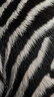 A close up of a zebra's fur photo