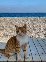 Adorable ginger tabby cat sitting on a wooden boardwalk by a pebble beach with a blue sea and clear sky, creating a peaceful and relaxed seaside atmosphere perfect for travel and leisure themes photo