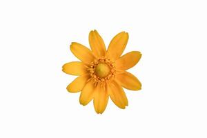 butter daisy flower on isolated white background. butter daisy has botanical name melampodium paludosum. butter daisy or melampodium paludosum flower has yellow color photo