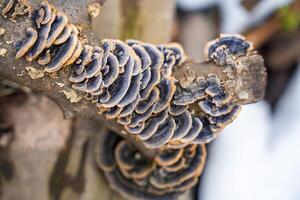 Cluster of Turkey Tail mushrooms growing on a decaying log. Concept of forest ecosystem, biodiversity, and natural decomposition process. High quality photo