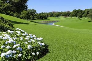 Blue Hydrangeas and Lush Green Landscape Under a Sunny Sky photo
