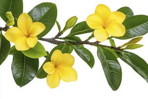 Vibrant Yellow Flowers and Lush Green Leaves on a Branch photo