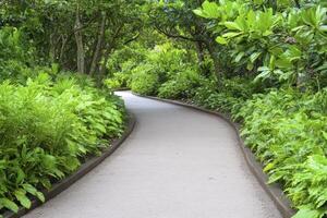 Curving Gravel Path Through Lush Green Garden photo
