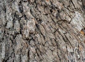 Brown tree bark macro close up texture background. Old Wood Tree Texture Background Pattern. photo