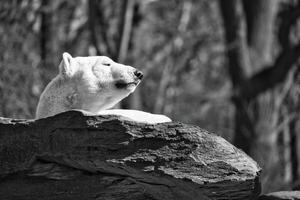 in black and white a polar bear lies relaxed on a rock and enjoys the sun. photo