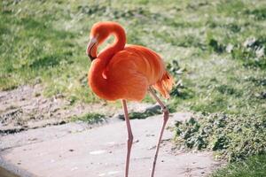 Flamingo stands in front of water and grass. Orange plumage photo